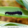 parnassius nordmanni larva1
